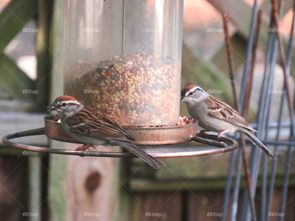 Chipping Sparrow family enjoying a meal together