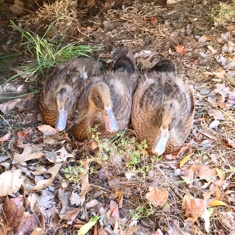 Ducks in a row