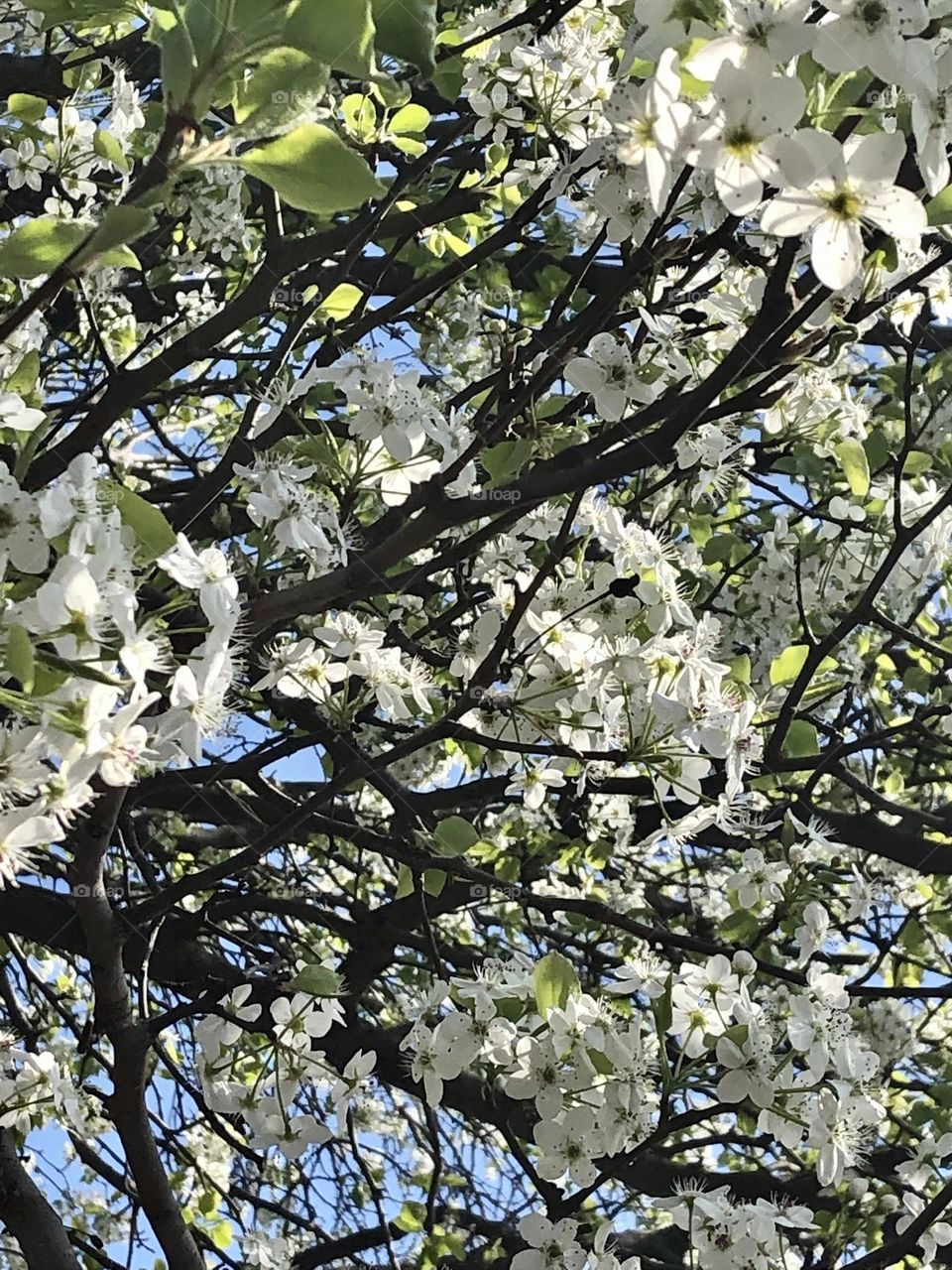 Close up to the Cherry tree flowers 