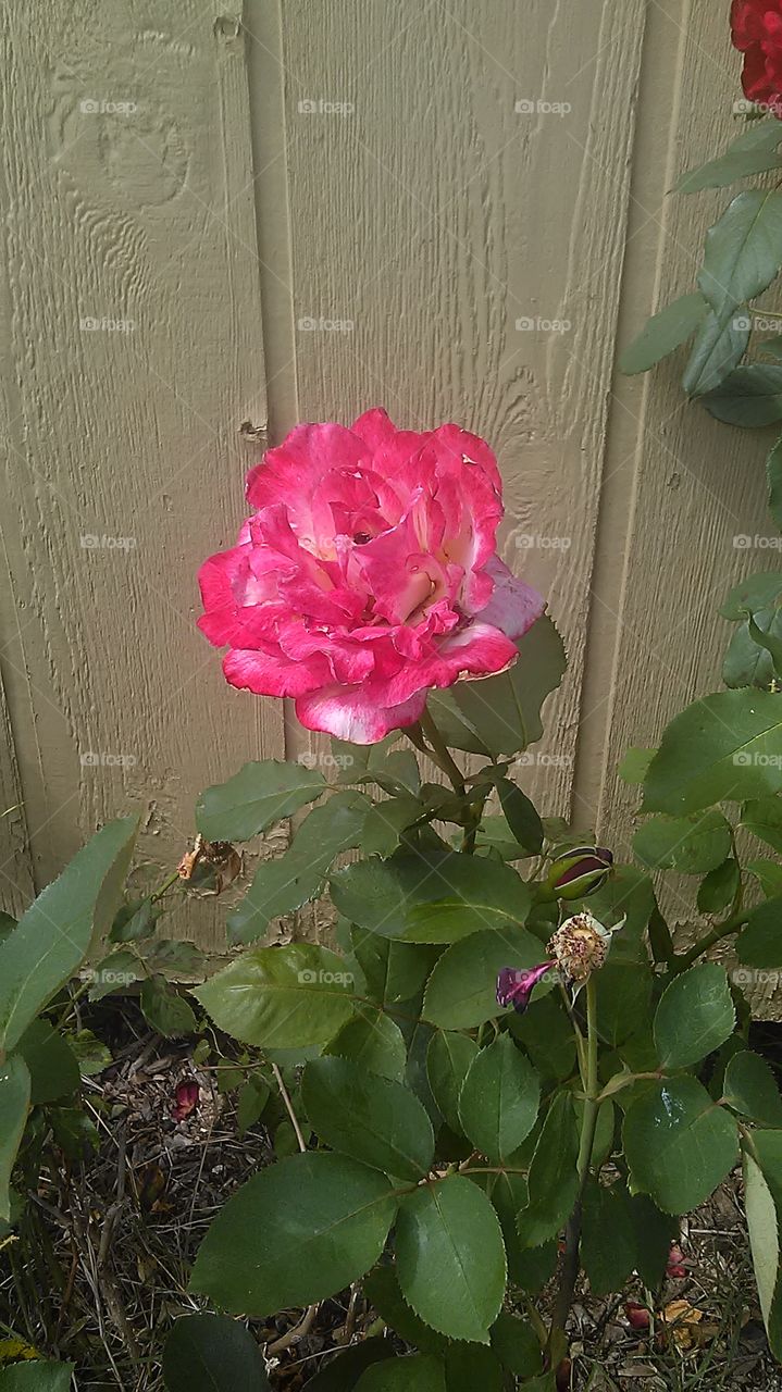 reddish rose. i like the blend between red and white on the rose