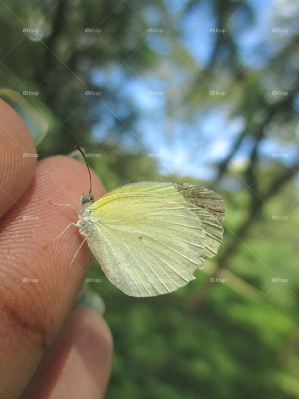leuce yellow butterfly