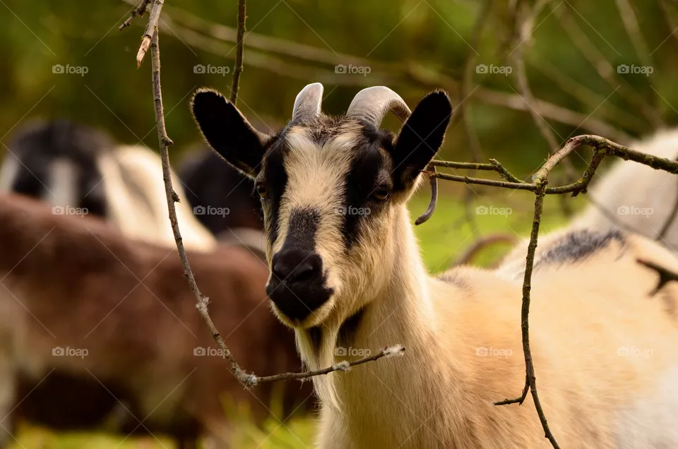 goat