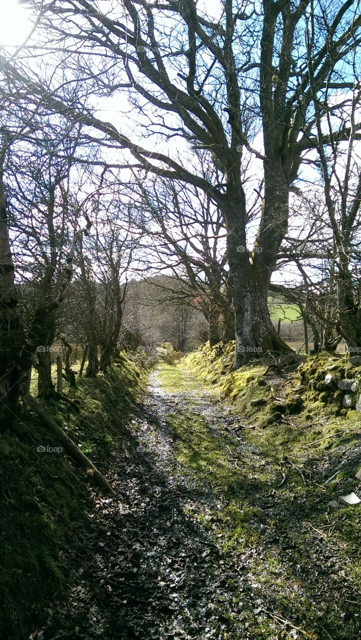 Farmer's path in Wales