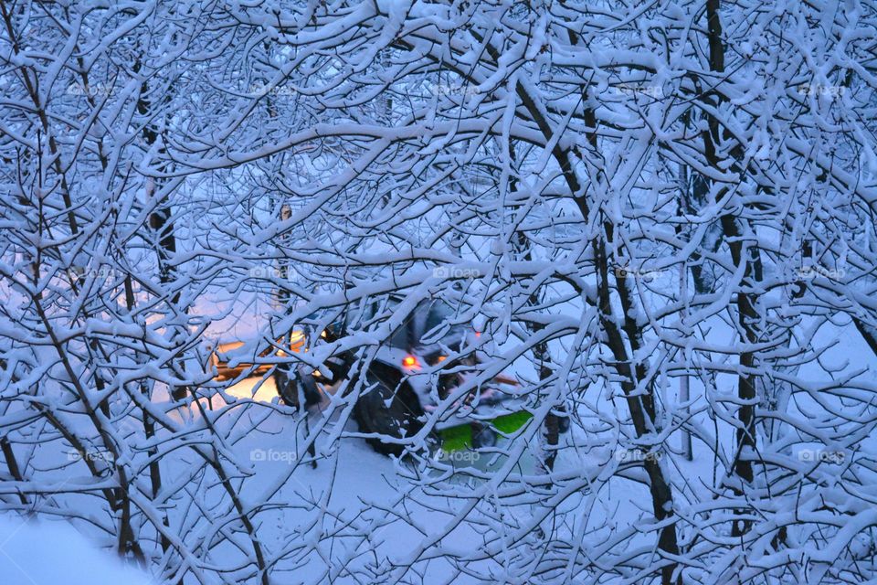 Winter, Tree, Snow, Desktop, Branch