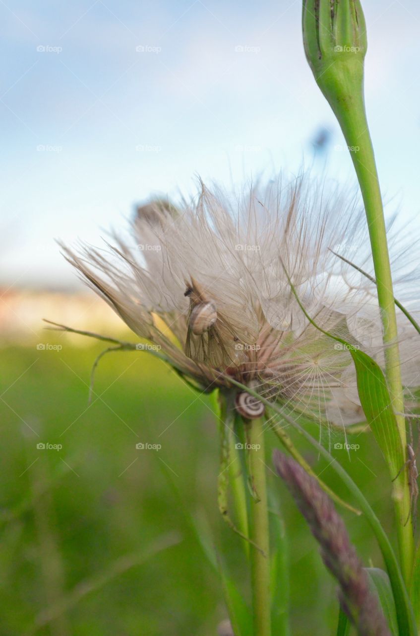 Dandelion