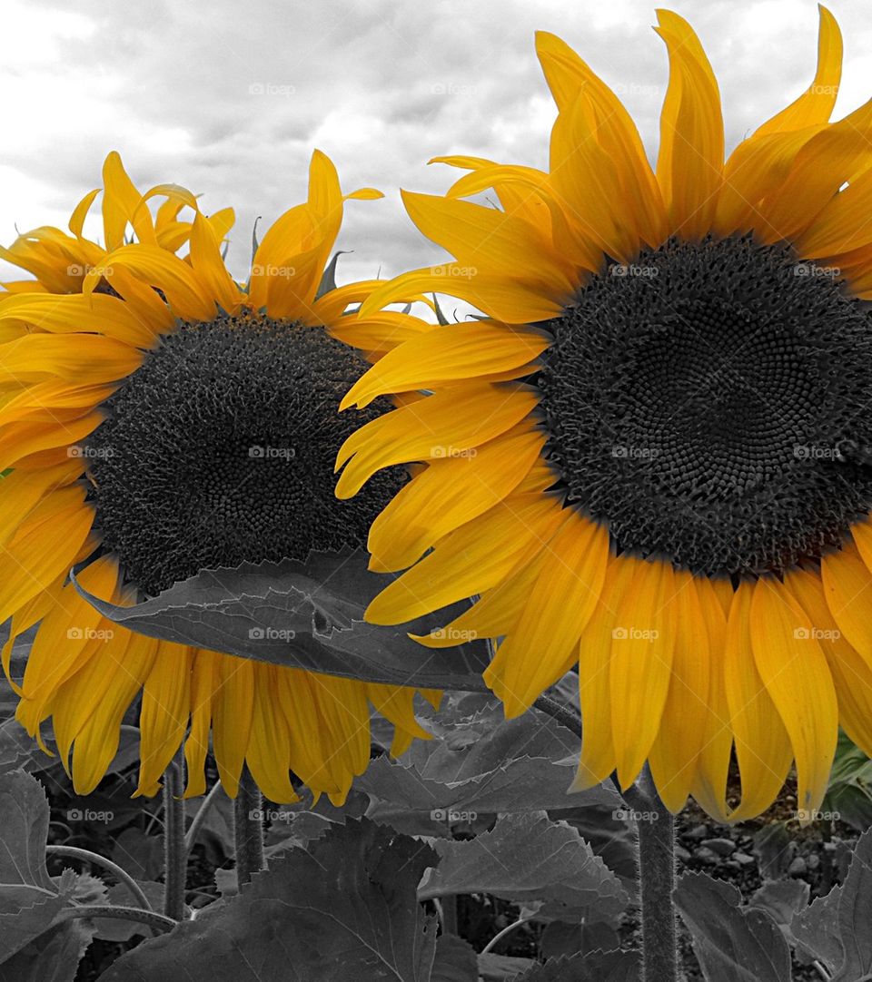 Brilliant sunflowers 