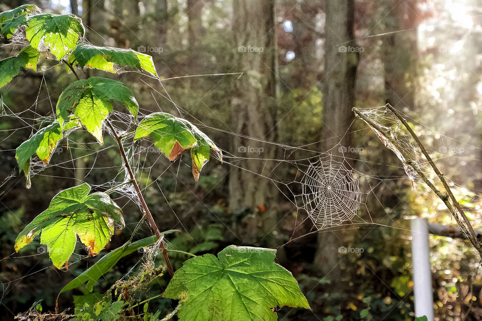 Light through a spider web in the forest