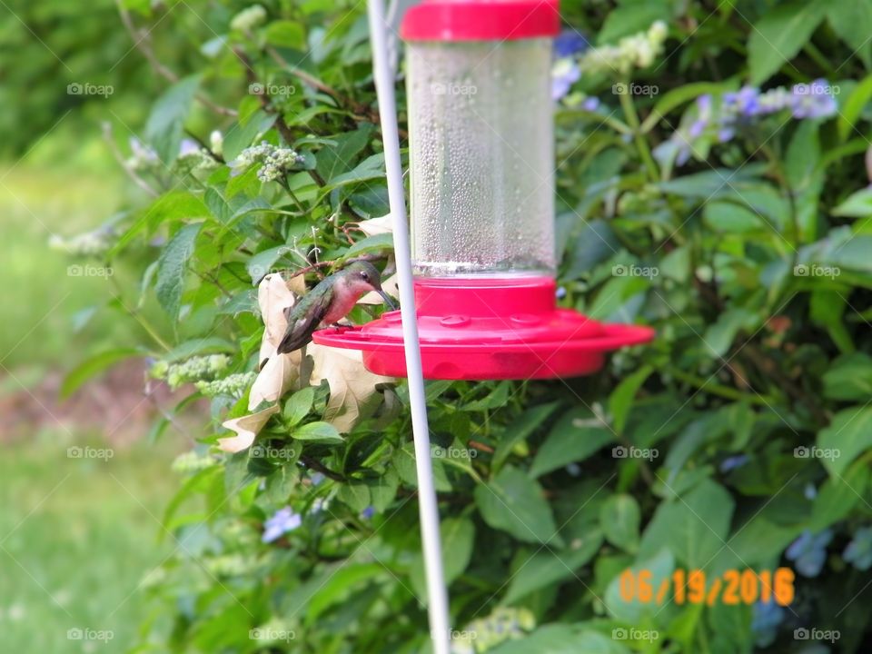 Hungry Hummer