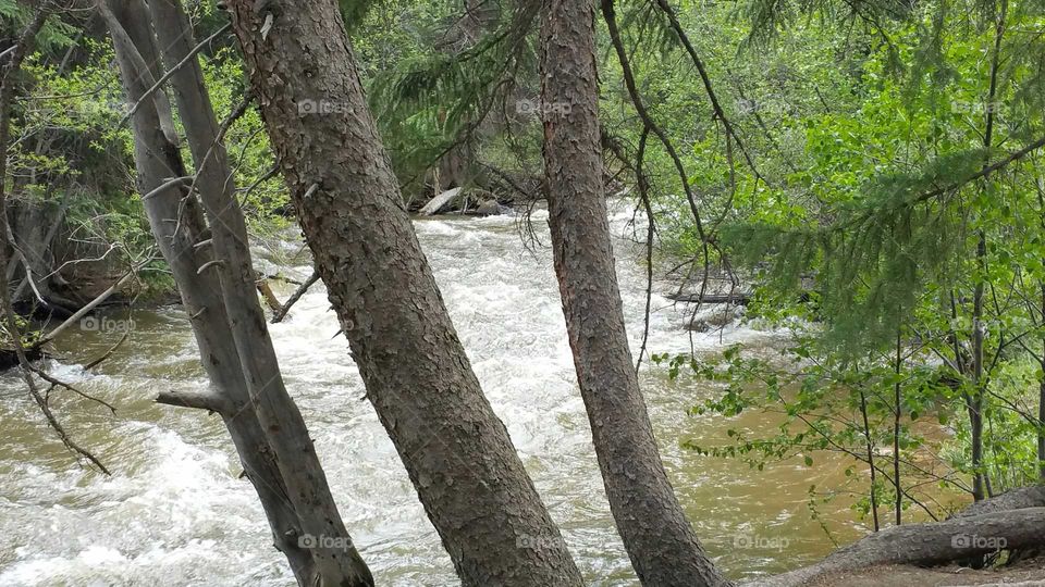 water through the trees