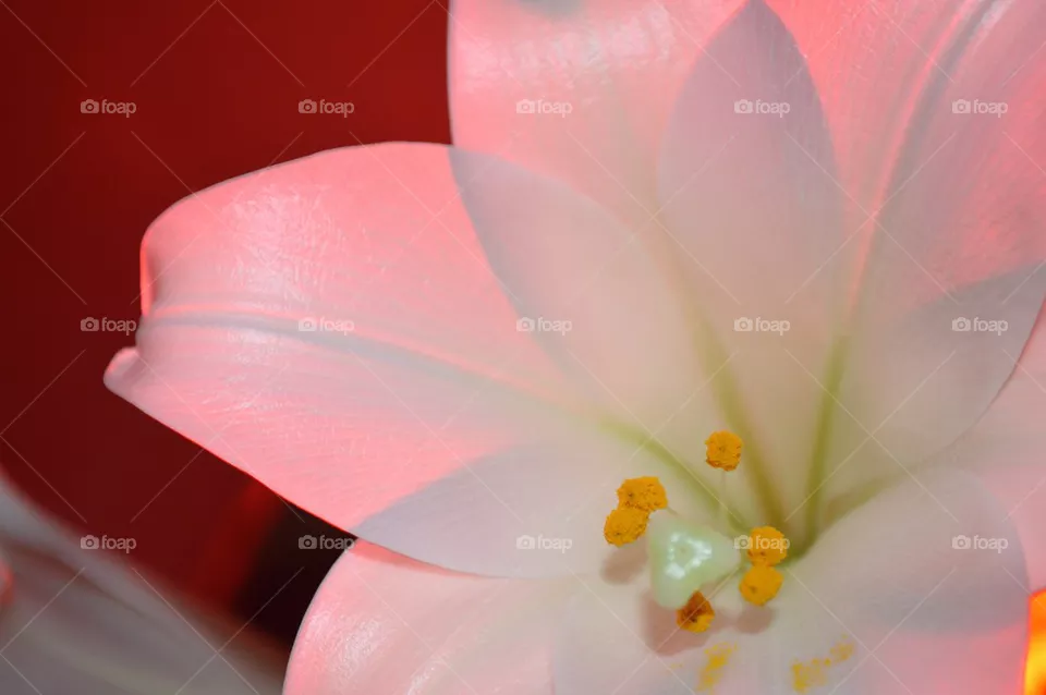 Lily close