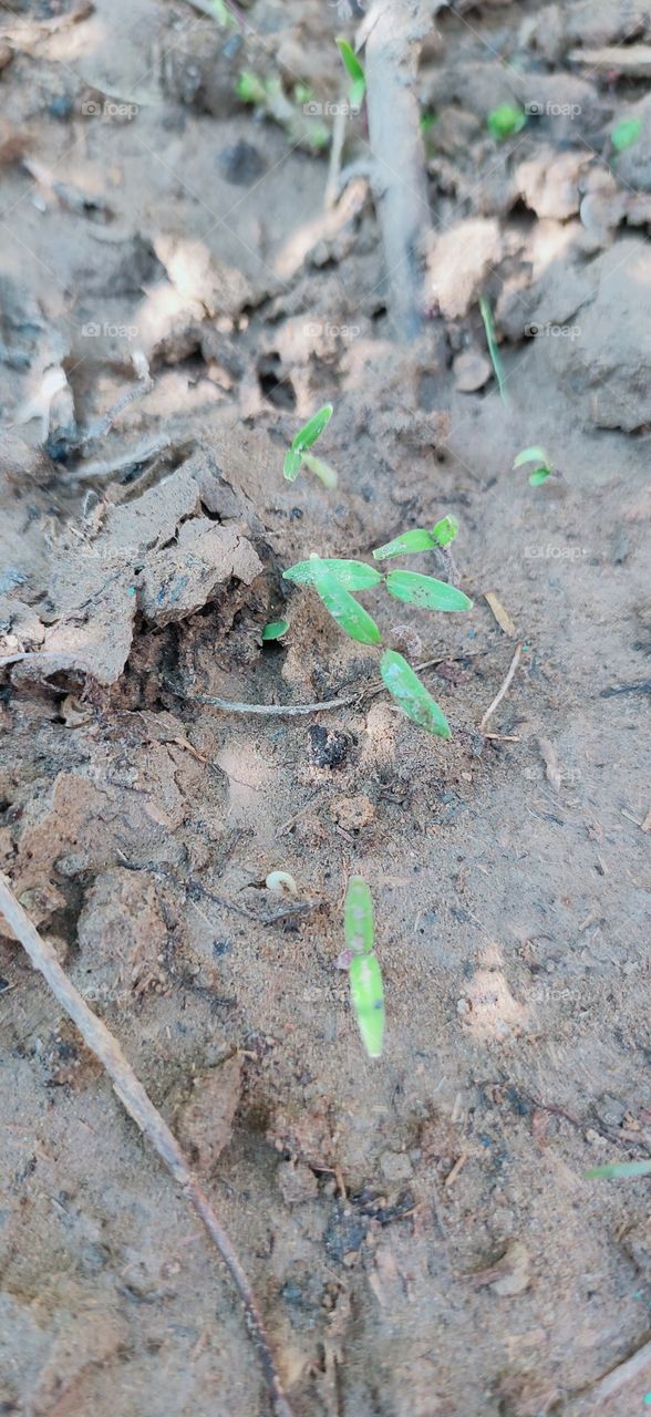 macro plant out on Earth soil.