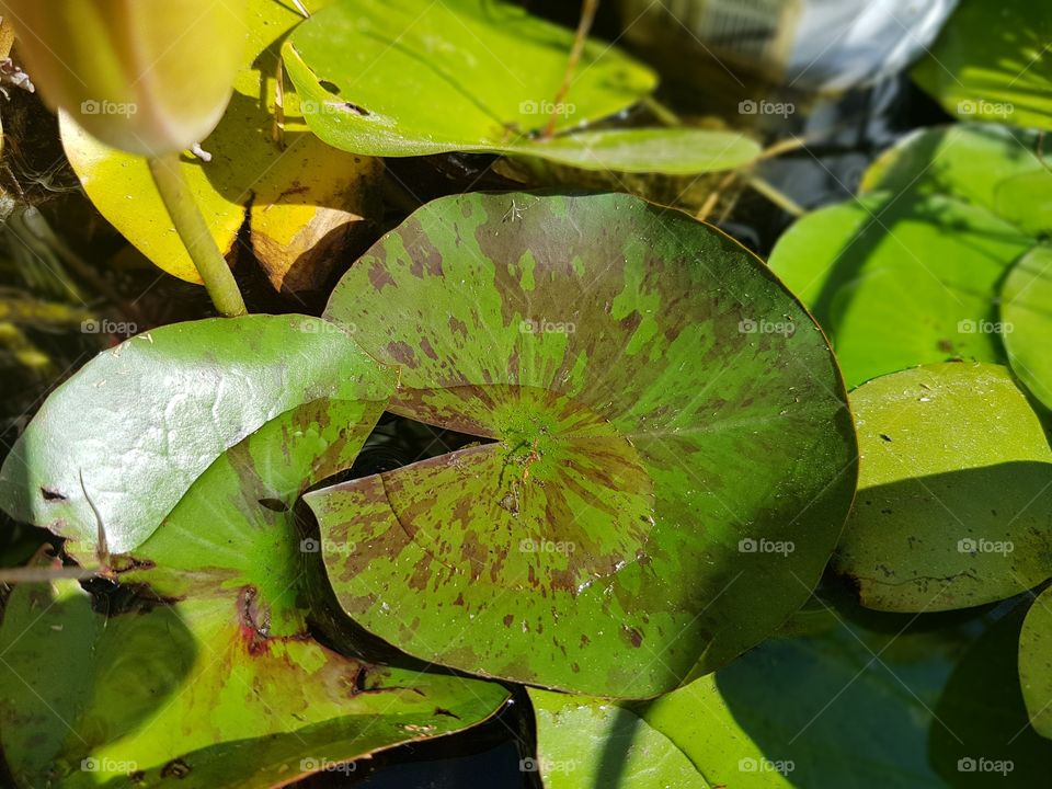 lilly pad
