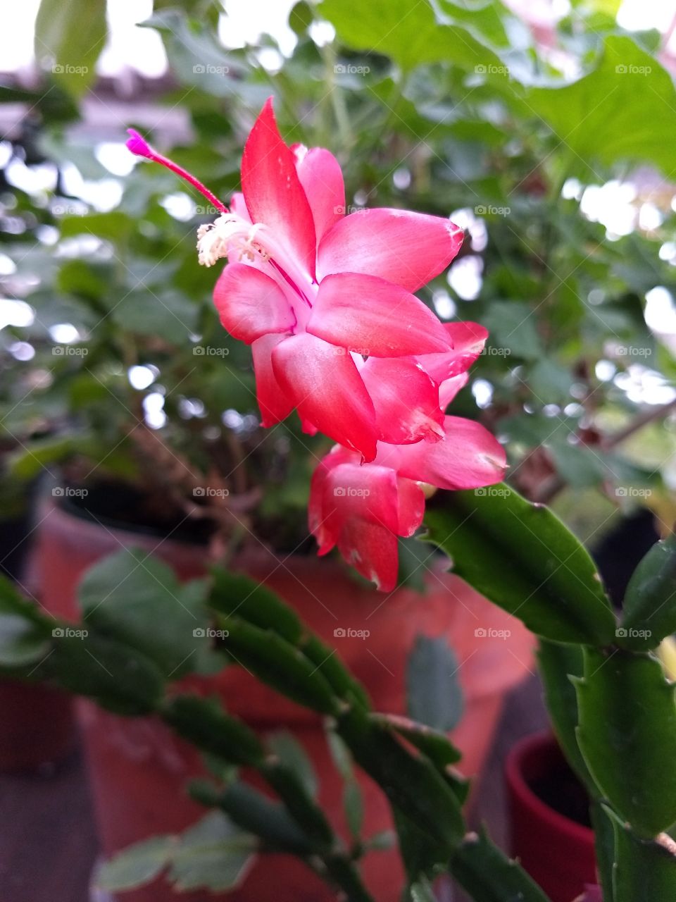 Christmas cactus red