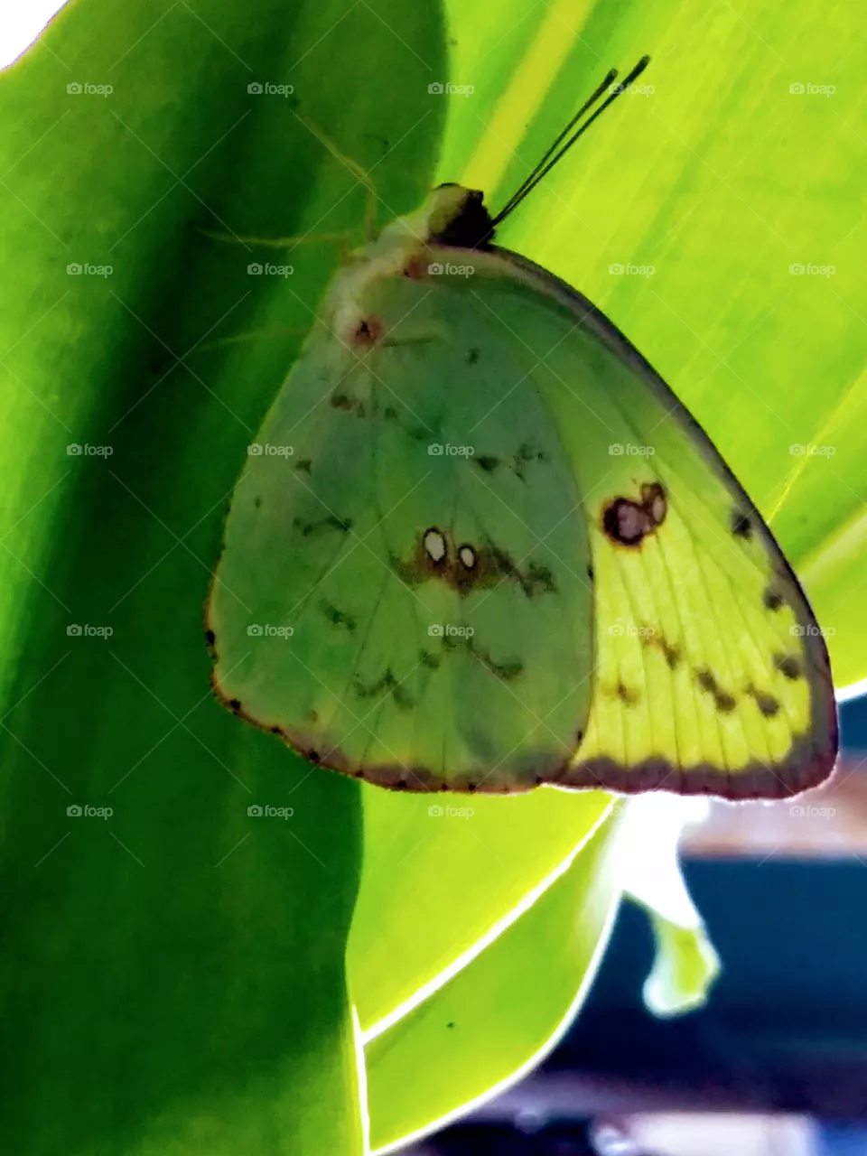 butterfly