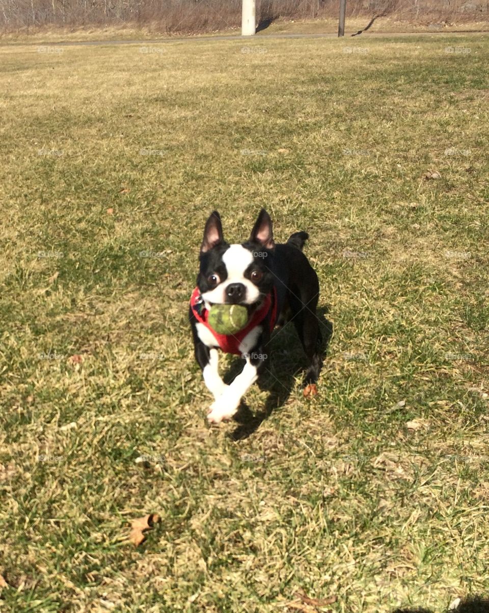 My boston at the park😂