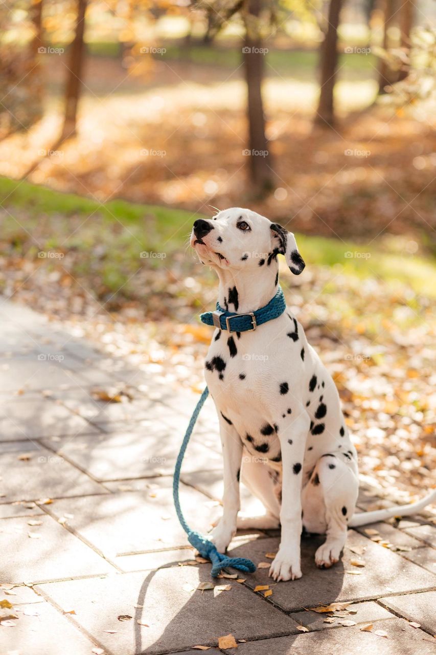 Puppy Dalmatian dog