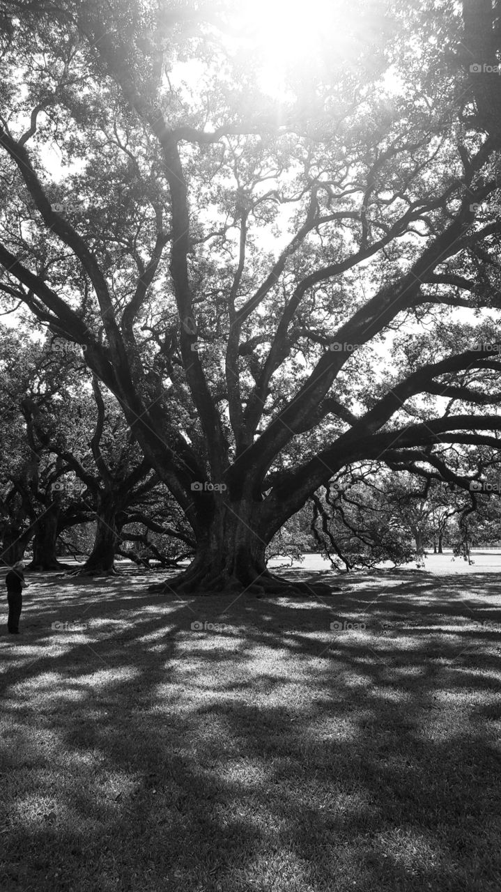 300 year old trees at the oak valley plantation