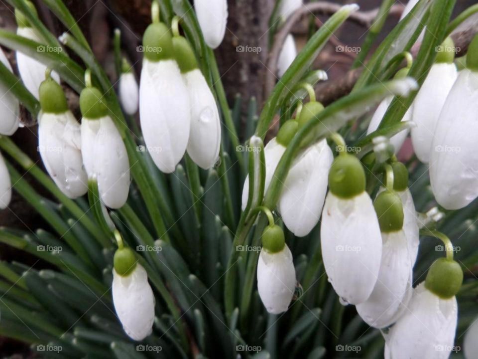 The queen of early spring . Galanthus