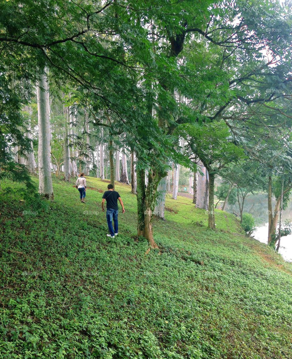 A walk through the forest