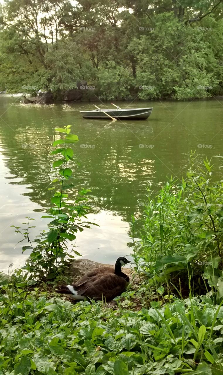 Central Park NYC