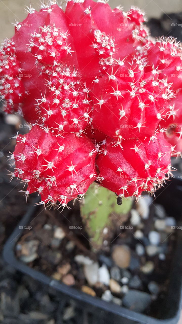 prickly red pears, bright red cactus bloom.