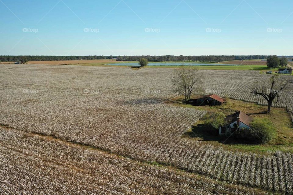 Ready for cotton picking