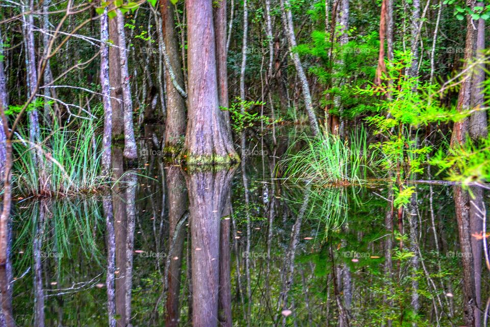 swamp reflection