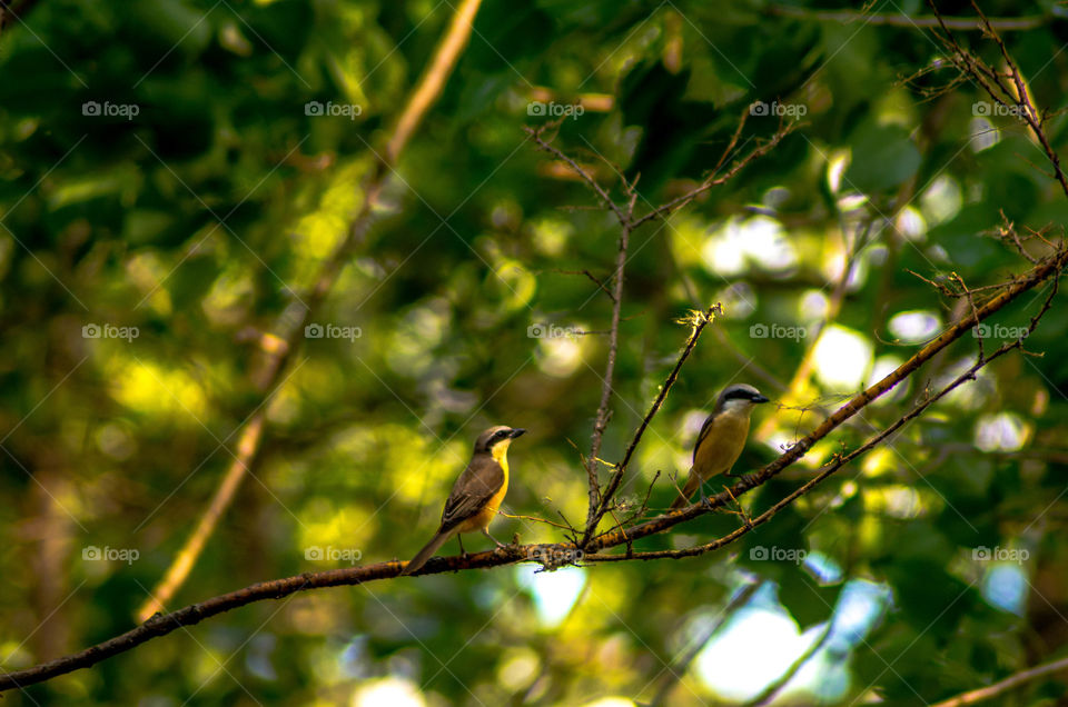 Two small little birds sitting on a tree branch together