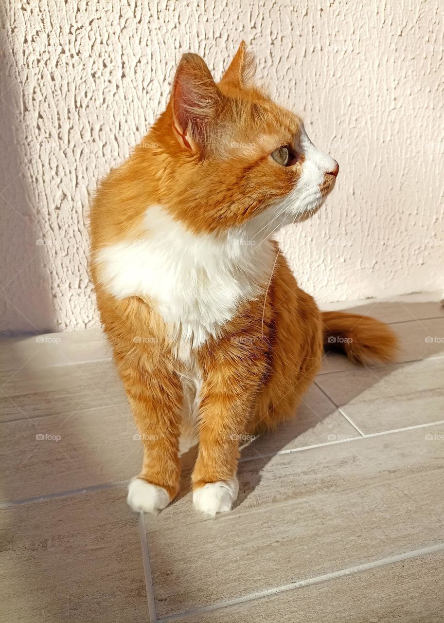 cat beautiful portrait in sunlight mobile photography