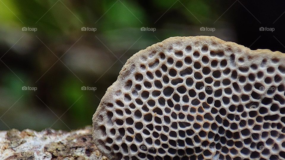 Datronia wood fungus from poroid crust fungi family