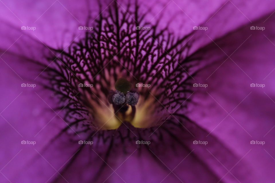 Close up photo of the Morning glory flower 