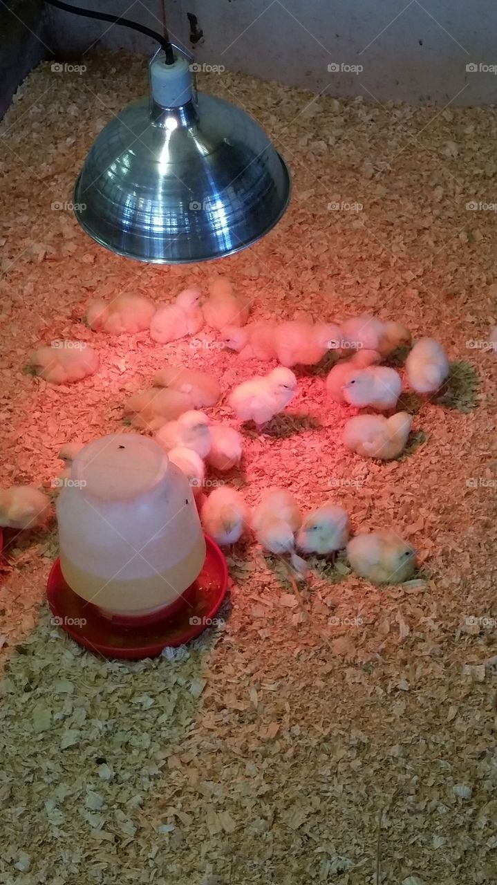 chicks. Kensington Farm Center,  New Hudson,  Michigan