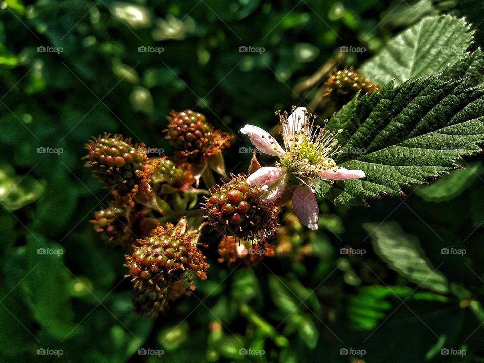 Unripe blackberry in sunlight in the morning.  Blackberry blossom. Green, pink, orange, white colours. Nectar. Healthy food. Floral desktop background