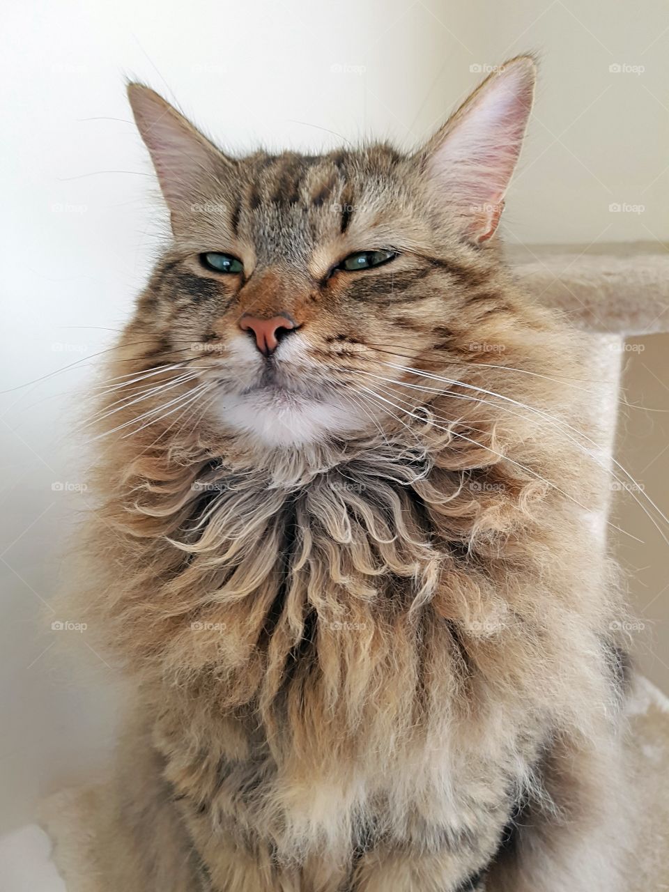smiling fluffy maine coon tabby lynx portrait.