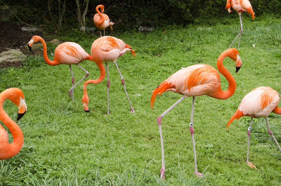 pink flamingos. in the woods 