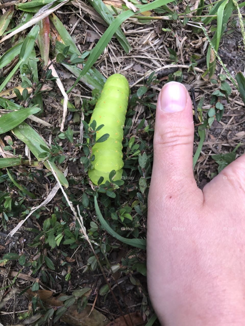 Large Polyphemus Moth Caterpillar 