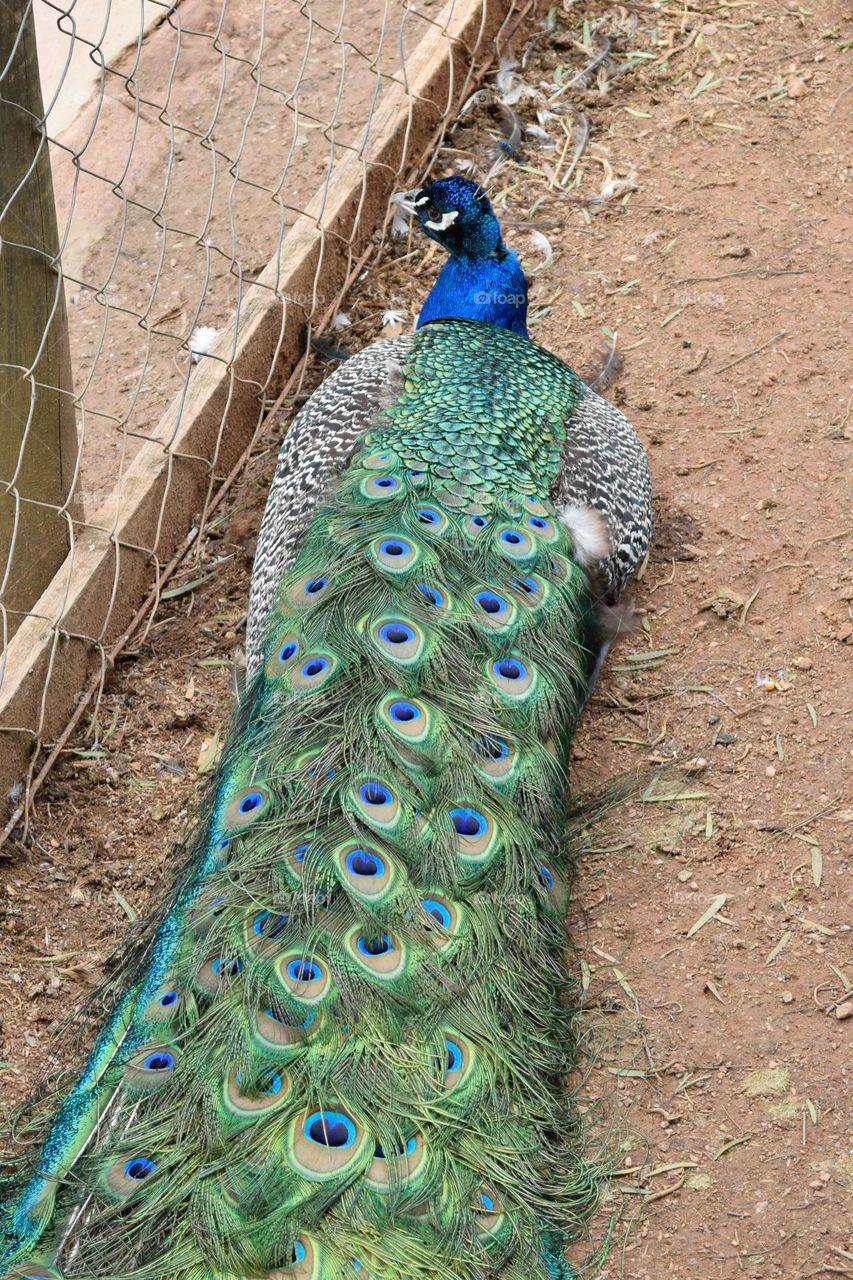 peacock