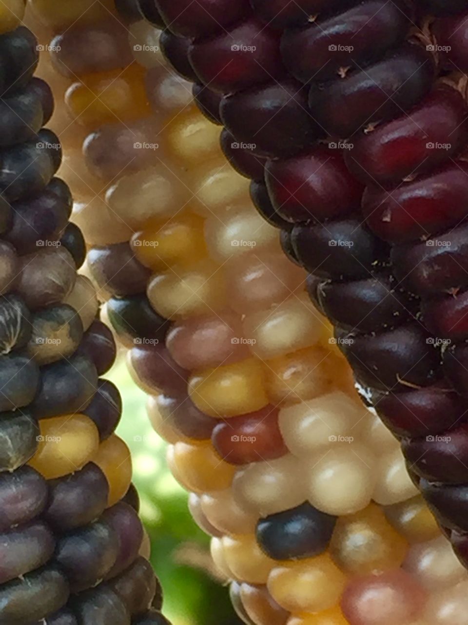 Macro shot of feed corn kernels in Lancaster County Pennsylvania. 