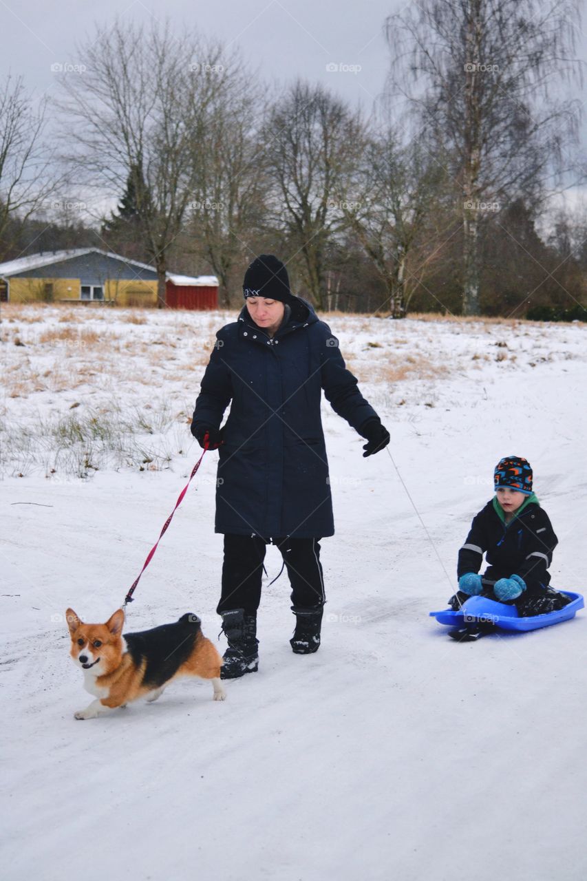 Snow, Winter, Recreation, Cold, Dog