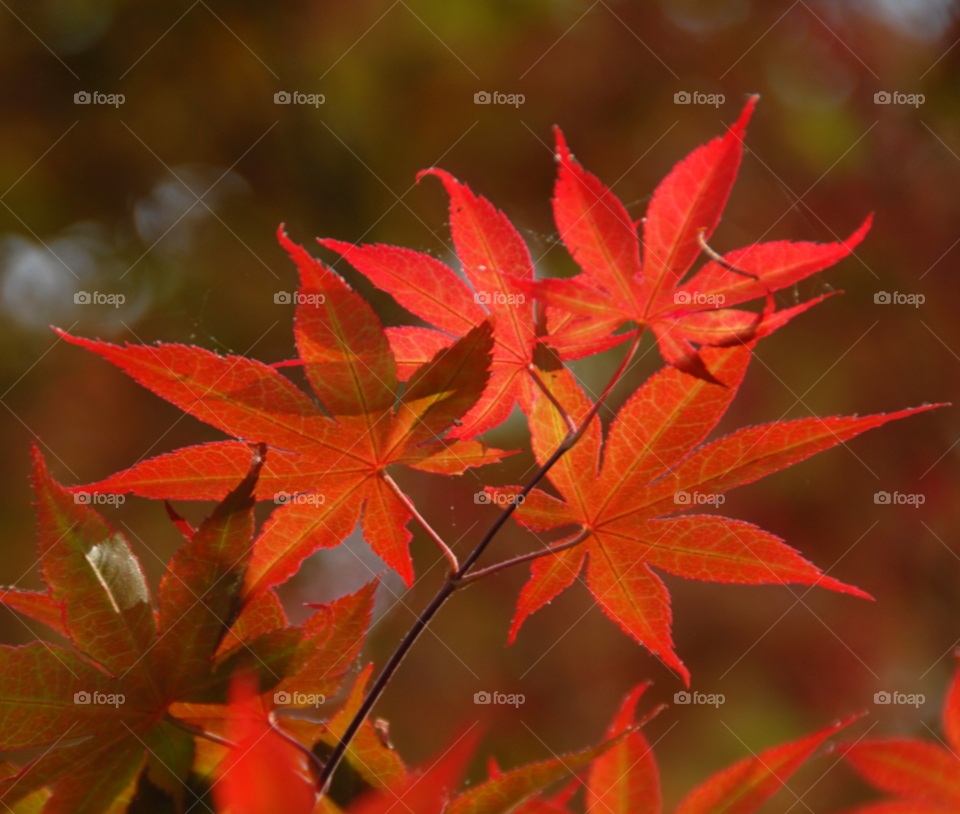 red tree leaves maple by lightanddrawing