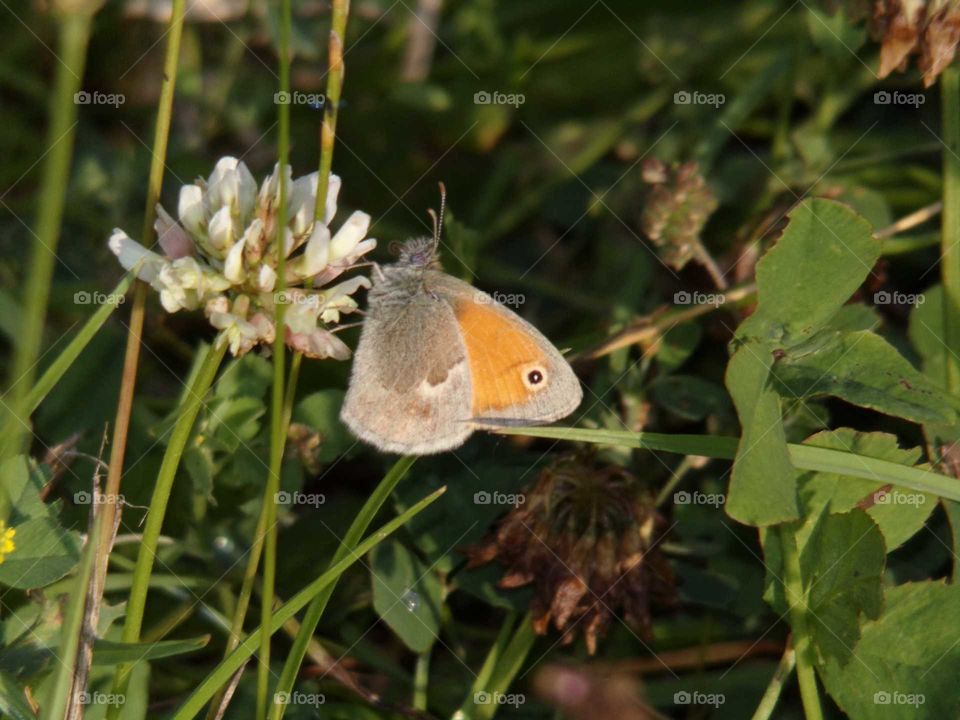 Schmetterling auf Weißklee
