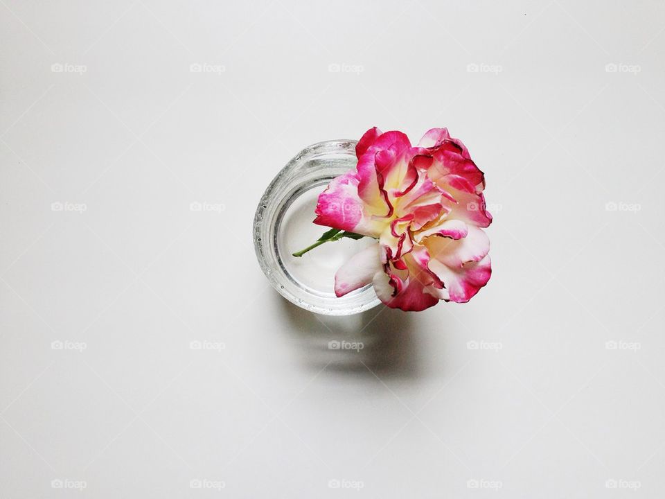 Garden rose in vase