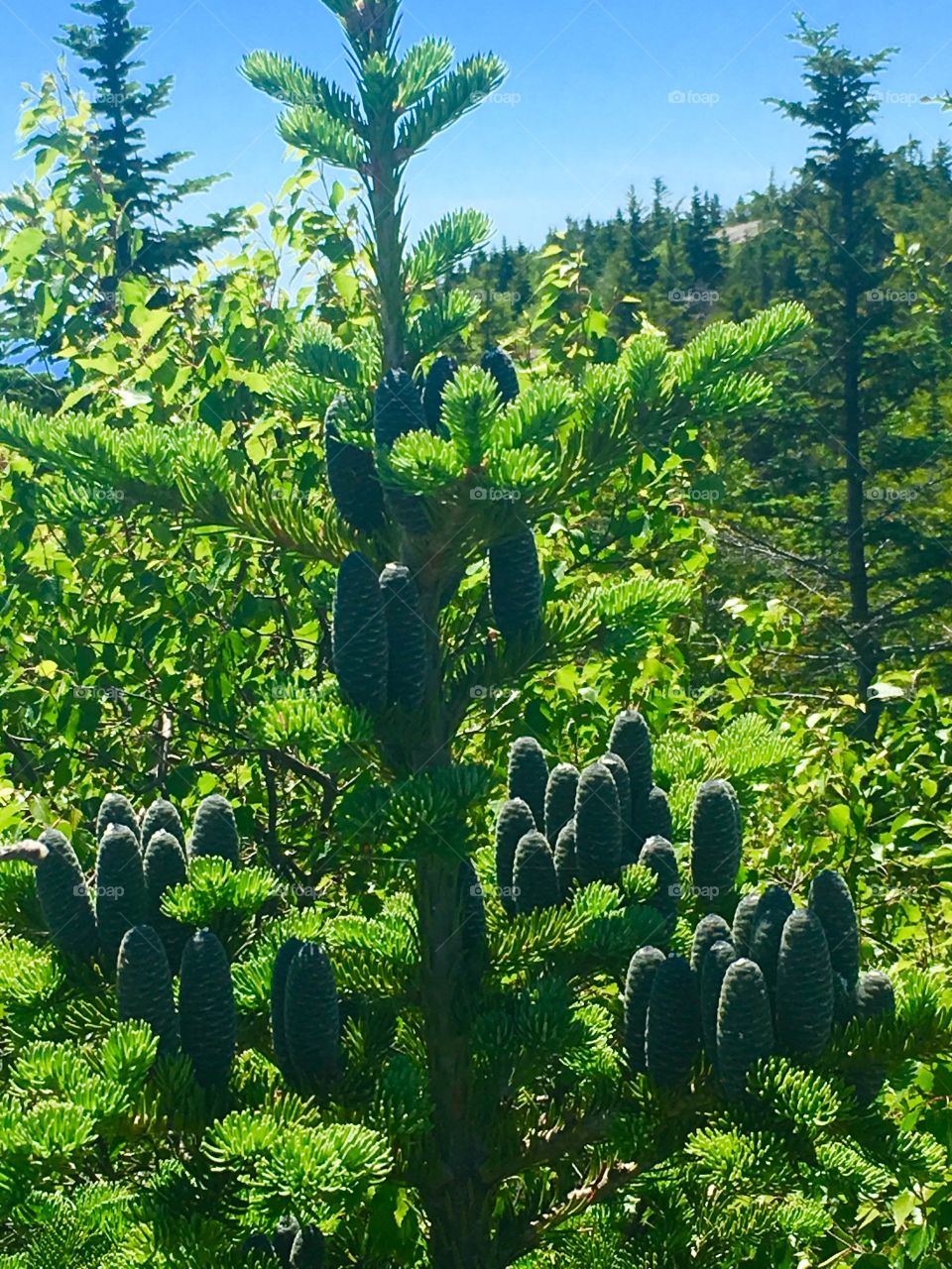 Pine trees in Bar Harbor Me