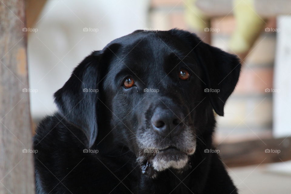 Portraits of black labrador