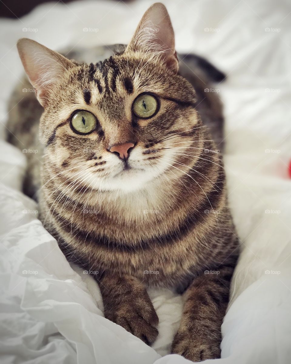 Beautiful cat with amazing eyes