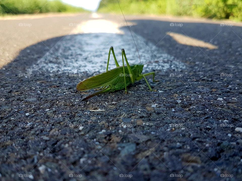 grasshopper from the ground