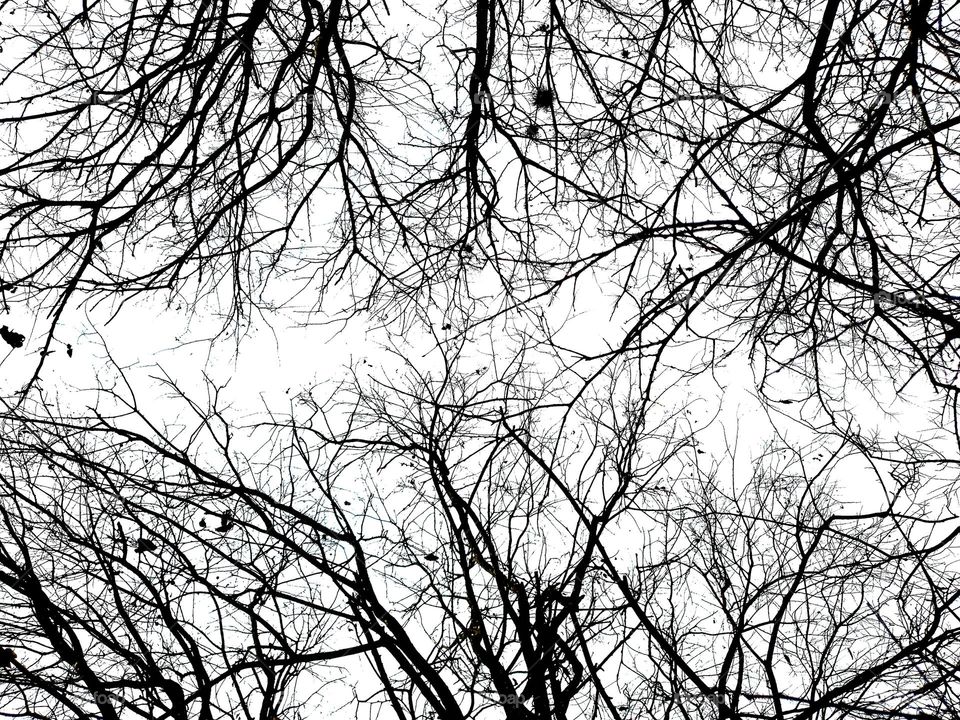 Abstract nature in black and white looking up at bare tree canopies.