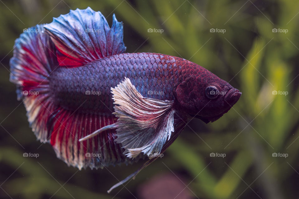 Beautiful Dumbo Ears Betta fish in a planted tank