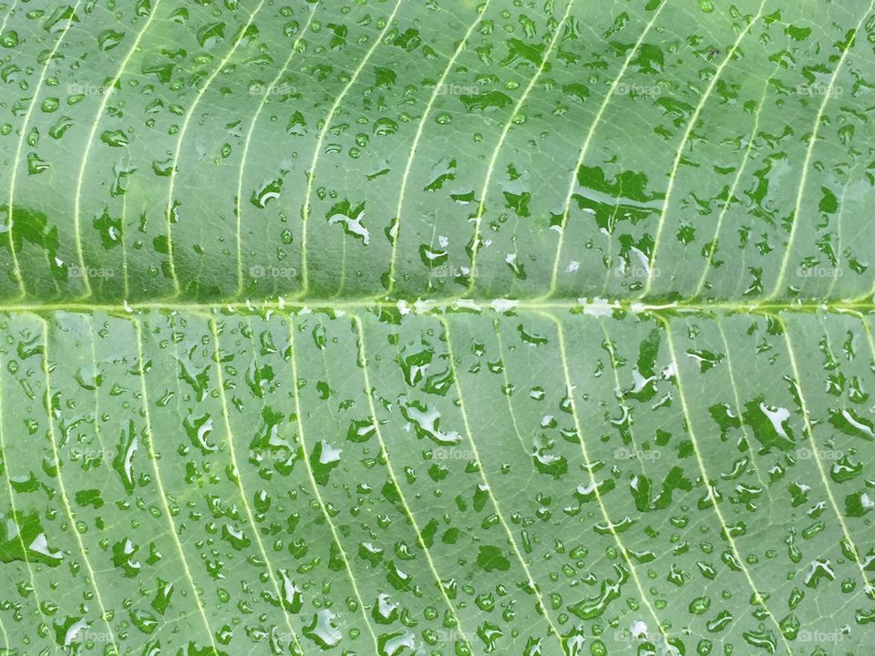 Wet leaf