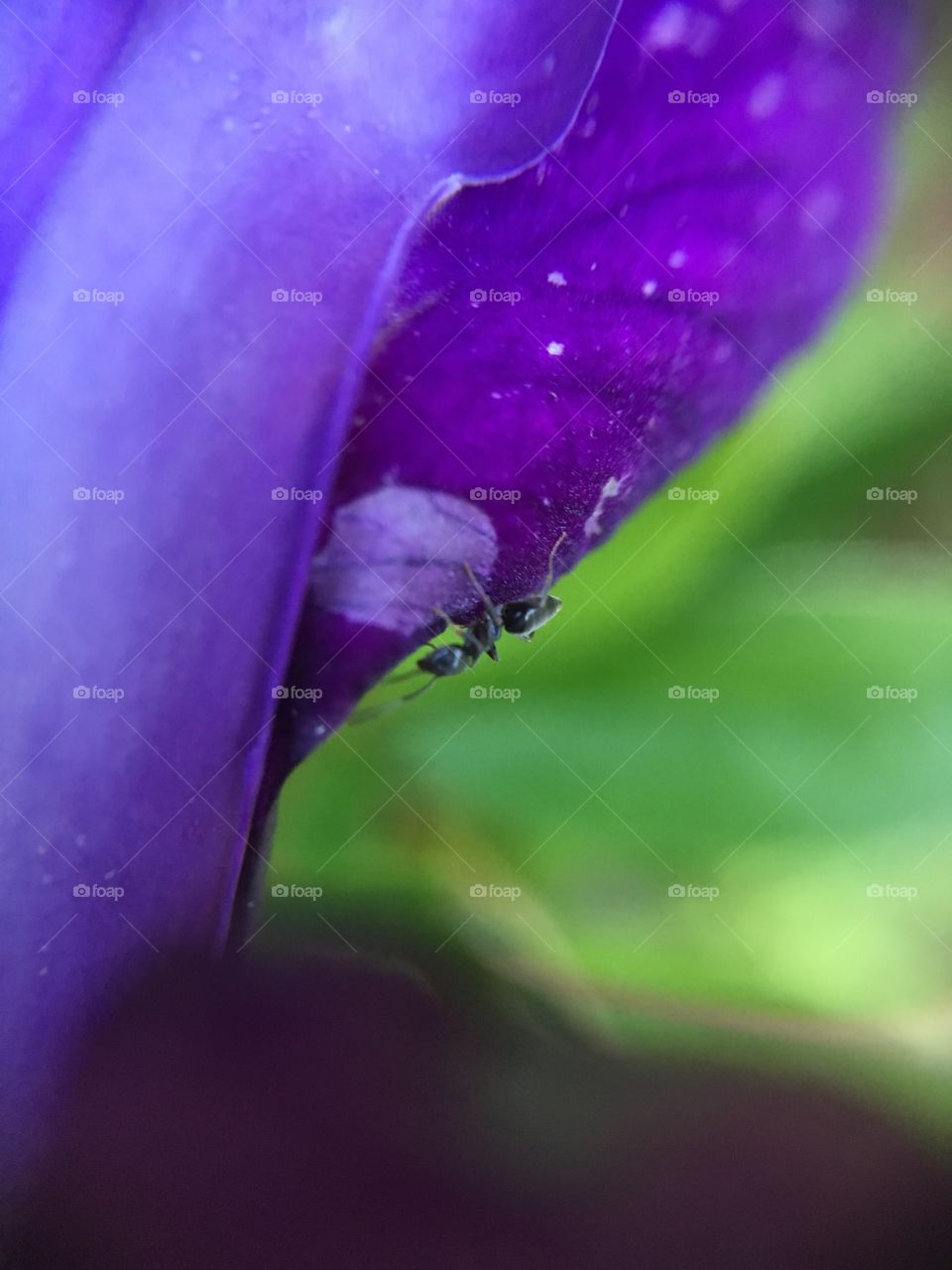 Ant busy on iris